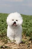 BICHON FRISE 191